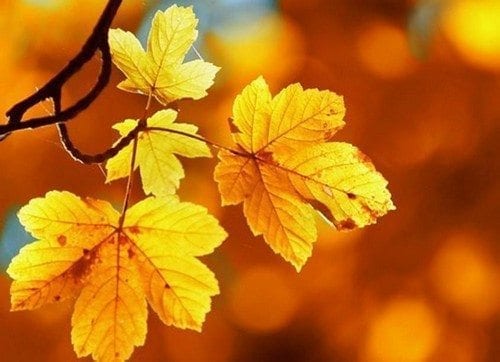 Tuyệt chiêu thu hút vượng khí cho ngôi nhà trong mùa thu 3 20160822112007666